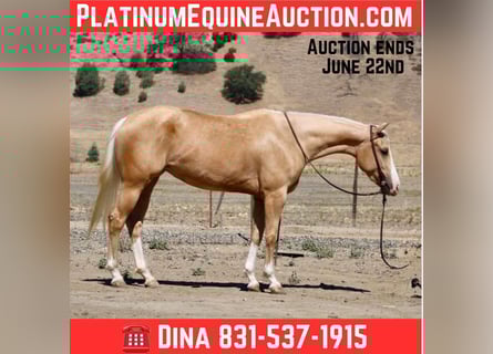 American Quarter Horse, Ruin, 5 Jaar, 152 cm, Palomino