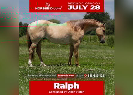 American Quarter Horse, Ruin, 5 Jaar, 152 cm