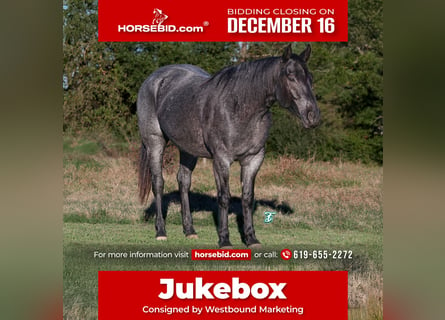 American Quarter Horse, Ruin, 5 Jaar, 152 cm, Roan-Blue