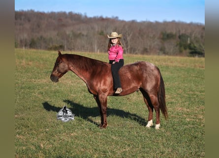 American Quarter Horse, Ruin, 5 Jaar, 152 cm, Roan-Red