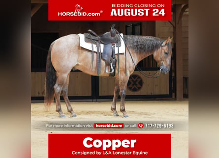 American Quarter Horse, Ruin, 5 Jaar, 152 cm, Roan-Red
