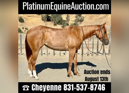 American Quarter Horse, Ruin, 5 Jaar, 152 cm, Roan-Red