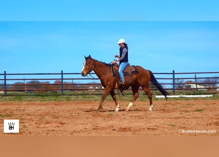 American Quarter Horse, Ruin, 5 Jaar, 152 cm, Roodbruin