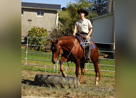 American Quarter Horse, Ruin, 5 Jaar, 152 cm, Roodvos