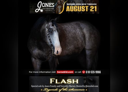 American Quarter Horse, Ruin, 5 Jaar, 152 cm, Schimmel