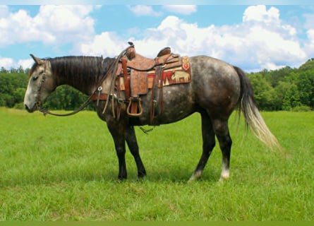 American Quarter Horse, Ruin, 5 Jaar, 152 cm, Schimmel