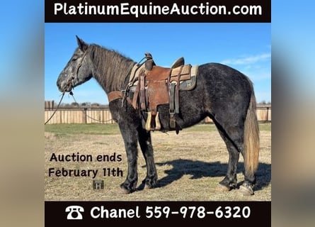 American Quarter Horse, Ruin, 5 Jaar, 152 cm, Schimmel