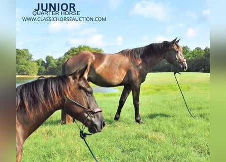 American Quarter Horse, Ruin, 5 Jaar, 152 cm, Zwart