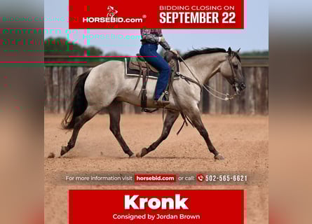 American Quarter Horse, Ruin, 5 Jaar, 155 cm, Grullo