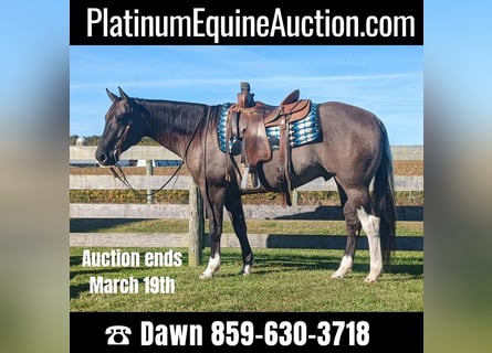 American Quarter Horse, Ruin, 5 Jaar, 155 cm, Grullo