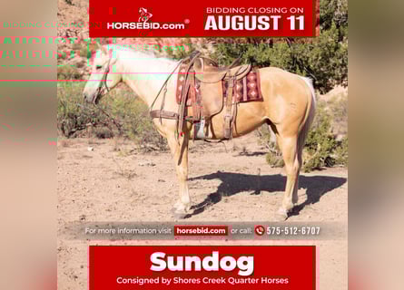 American Quarter Horse, Ruin, 5 Jaar, 155 cm, Palomino