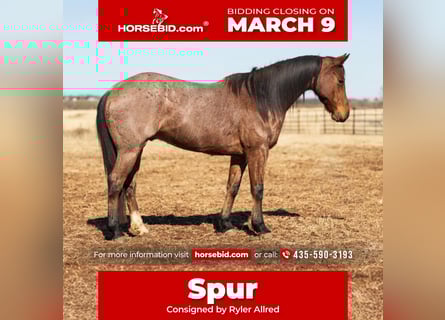 American Quarter Horse, Ruin, 5 Jaar, 155 cm, Roan-Bay