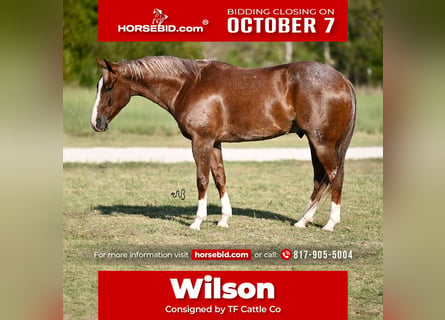 American Quarter Horse, Wallach, 5 Jahre, 155 cm, Roan-Red