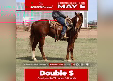 American Quarter Horse, Ruin, 5 Jaar, 155 cm, Roodvos