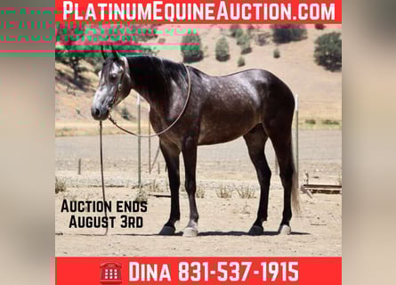 American Quarter Horse, Ruin, 5 Jaar, 157 cm, Appelschimmel