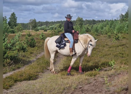 American Quarter Horse Mix, Ruin, 5 Jaar, 157 cm, Cremello