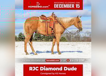 American Quarter Horse, Ruin, 5 Jaar, 157 cm, Palomino