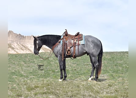 American Quarter Horse, Ruin, 5 Jaar, 157 cm, Roan-Blue