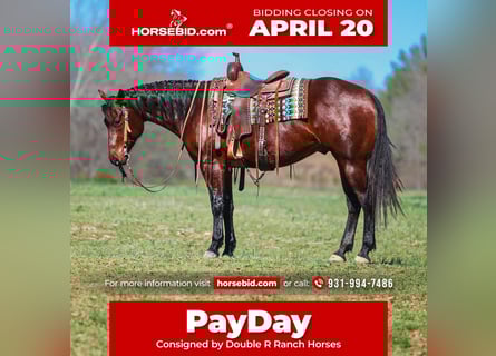 American Quarter Horse, Ruin, 5 Jaar, 157 cm, Roodbruin