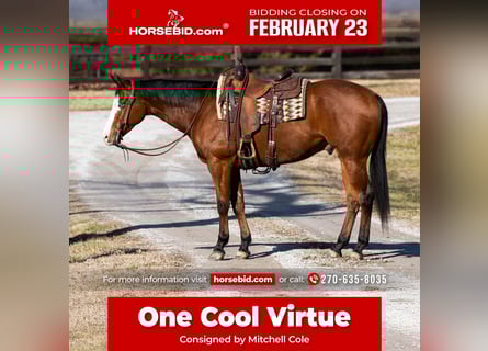 American Quarter Horse, Ruin, 5 Jaar, 157 cm, Roodbruin