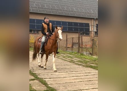 American Quarter Horse Mix, Ruin, 5 Jaar, 158 cm, Gevlekt-paard