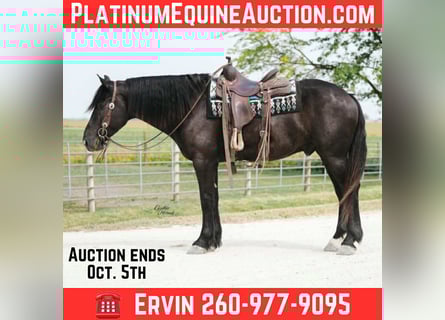 American Quarter Horse, Ruin, 5 Jaar, 163 cm, Zwart