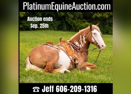 American Quarter Horse, Ruin, 5 Jaar, 165 cm, Overo-alle-kleuren