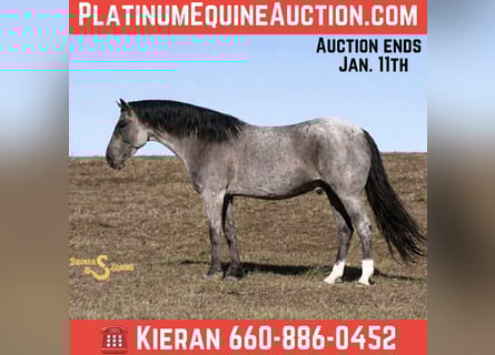 American Quarter Horse, Ruin, 5 Jaar, 165 cm, Roan-Blue