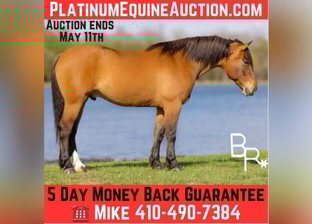 American Quarter Horse, Ruin, 5 Jaar, 168 cm, Falbe