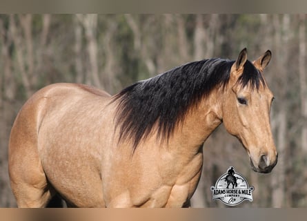 American Quarter Horse, Ruin, 5 Jaar, Buckskin