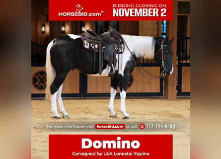 American Quarter Horse, Ruin, 5 Jaar, Gevlekt-paard