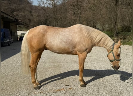 American Quarter Horse, Ruin, 5 Jaar, Palomino