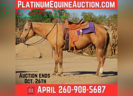 American Quarter Horse, Ruin, 5 Jaar, Palomino