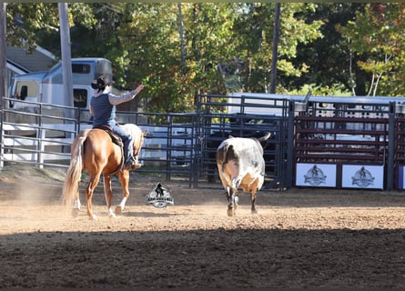 American Quarter Horse, Ruin, 5 Jaar, Palomino