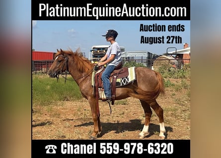 American Quarter Horse, Ruin, 5 Jaar, Roan-Red