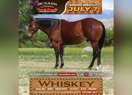 American Quarter Horse, Ruin, 5 Jaar, Roodbruin