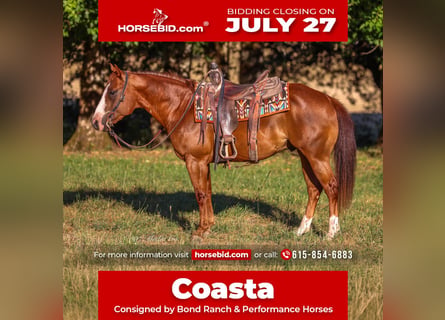 American Quarter Horse, Ruin, 5 Jaar, Roodvos