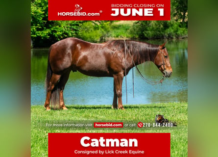 American Quarter Horse, Ruin, 5 Jaar, Roodvos