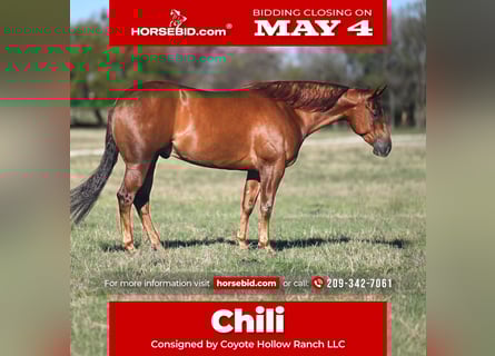 American Quarter Horse, Ruin, 5 Jaar, Roodvos