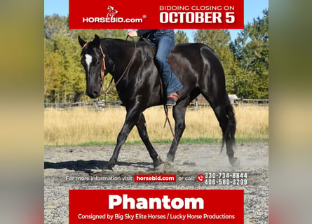 American Quarter Horse, Ruin, 5 Jaar, Zwart