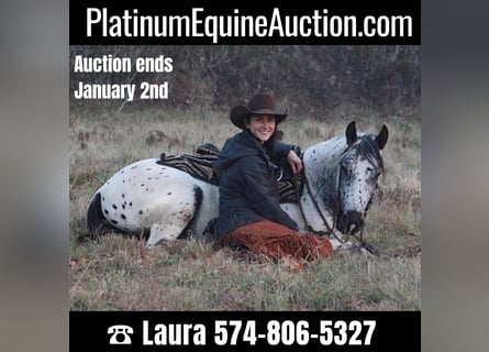 American Quarter Horse, Ruin, 6 Jaar, 132 cm, Schimmel
