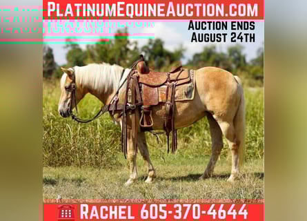 American Quarter Horse, Ruin, 6 Jaar, 140 cm, Palomino