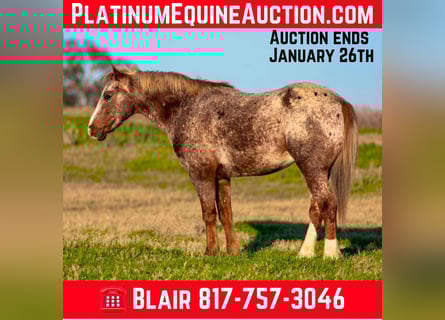 American Quarter Horse, Ruin, 6 Jaar, 140 cm, Roan-Red