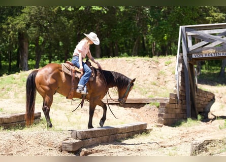 American Quarter Horse, Ruin, 6 Jaar, 142 cm, Roodbruin