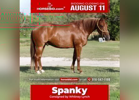 American Quarter Horse, Ruin, 6 Jaar, 147 cm, Roodvos