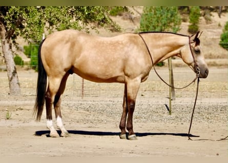 American Quarter Horse, Ruin, 6 Jaar, 150 cm, Buckskin