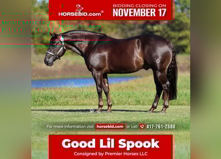 American Quarter Horse, Ruin, 6 Jaar, 150 cm, Donkere-vos