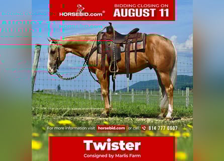 American Quarter Horse, Ruin, 6 Jaar, 150 cm, Palomino