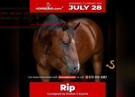 American Quarter Horse, Ruin, 6 Jaar, 150 cm, Roodbruin