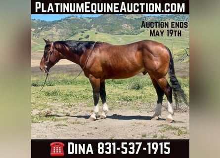 American Quarter Horse, Ruin, 6 Jaar, 150 cm, Roodbruin